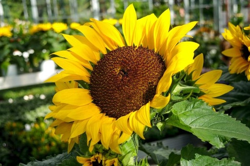 [24320] Lecithin 95% ex Sunflower P. (13030)