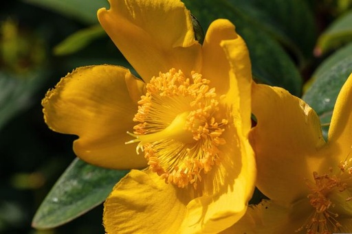 [24327] St. John's Wort P.E. 5% Flavonoids
