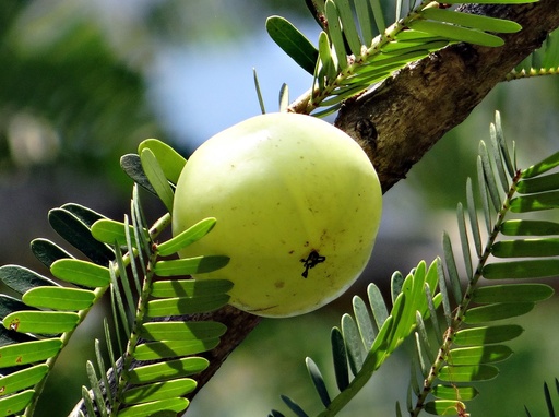 [24397] Amla P.E. 40% Tannine