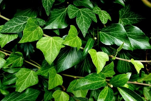 [24412] Ivy Leaf P.E. 10% Hederacoside C