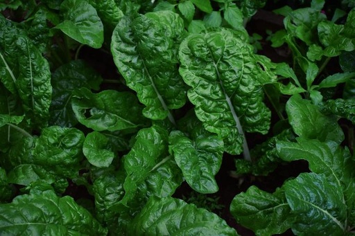 [24480] Spinach P.E. 5% Edcysterones