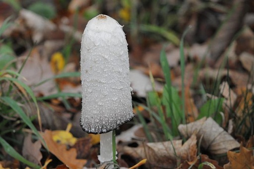 [24487] ORGANIC Coprinus comatus P.E. 30% Polysaccharides (18824)