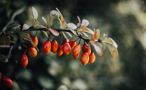 [24493] Rosehip P.E. 45% Vitamin C