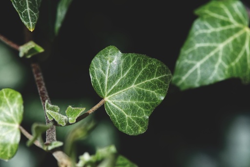 [24497] Ivy Leaf P.E. 10% Hederacoside C (18801)