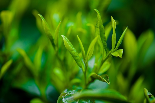 [24538] Polyphenols 98% ex Green Tea P.E.