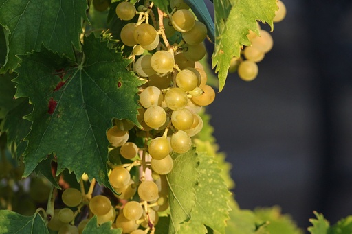 [24573] Proanthocyanidins 99% ex grape seed P.E. (18826)