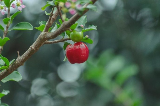 [24594] Acerola P.E. 25% Vitamin C