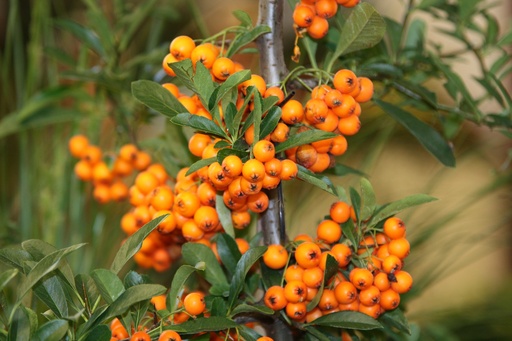 [24621] Sea Buckthorn P.E. 4:1