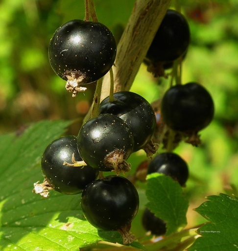[24625] Schwarze Johannisbeere P.E. 4:1
