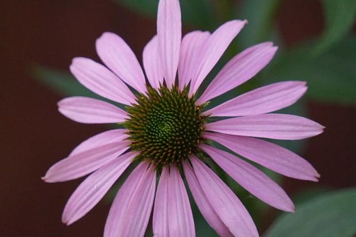[24638] Purpur-Sonnenhut Echinacea WS P.E. 4:1
