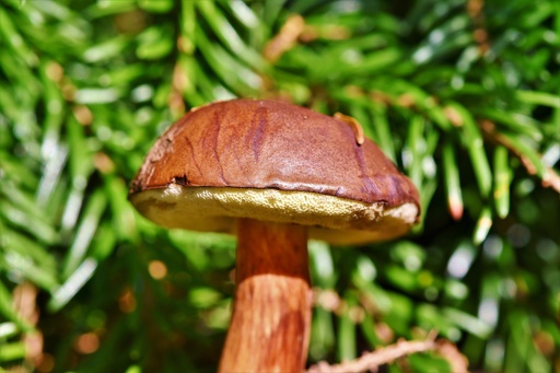[24646] BIO Steinpilz P. (18758)