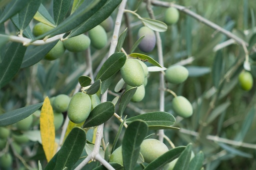 [24742] Olive leaf P.E. 20% Oleuropein