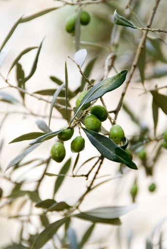 [24743] Olive leaf P.E. 40% Oleuropein