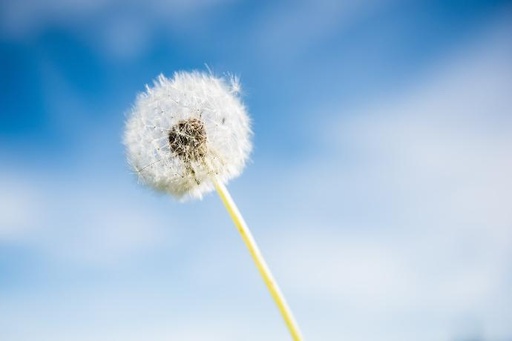 [24790] Dandelion P.E. 2% Flavonoids