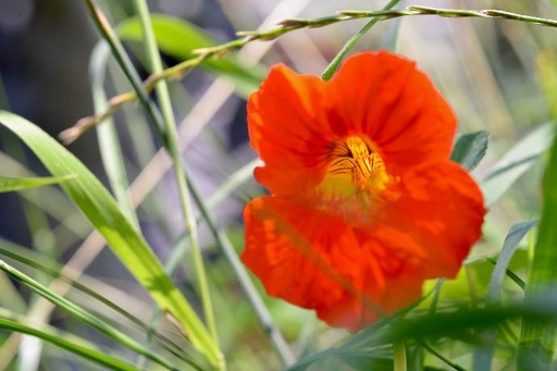 [24934] Tropaeolum majus P.E. 4:1 (18659)
