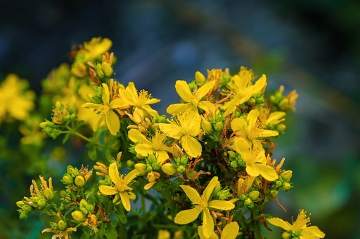 [24958] St. John's Wort WS P.E. 0.3% Hypericin, 2% Hyperforine (18787)