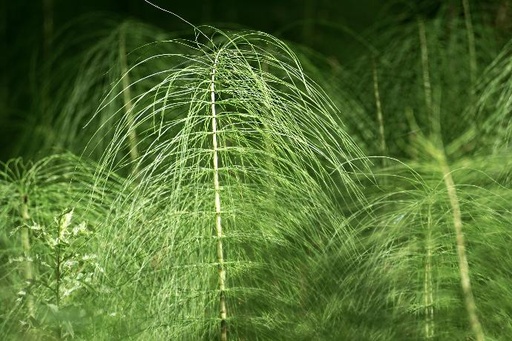 [25006] Field Horsetail P. (15460)