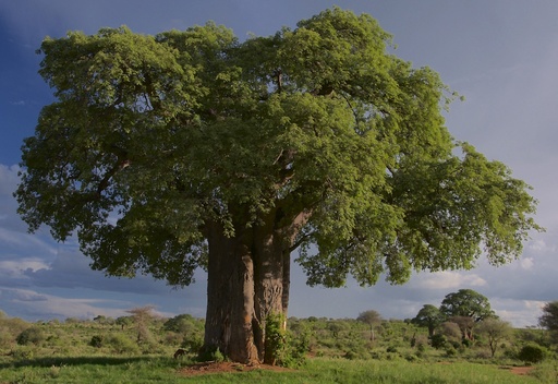 [25159] Baobab P.E. 5:1