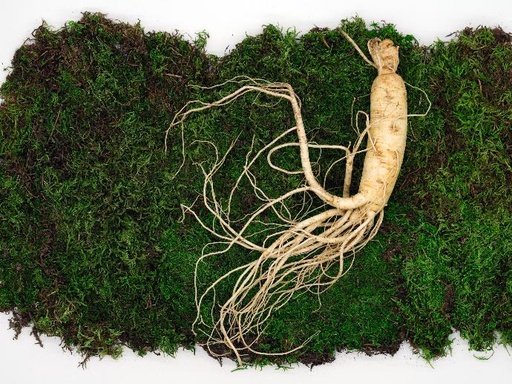 [25164] Ginseng Wurzel P.E. 20% Ginsenoside