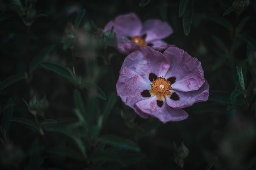 [25183] Zistrose Cistus Incanus WS P.E. 4:1