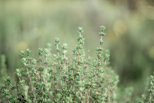 [25201] Thyme P. (15460)