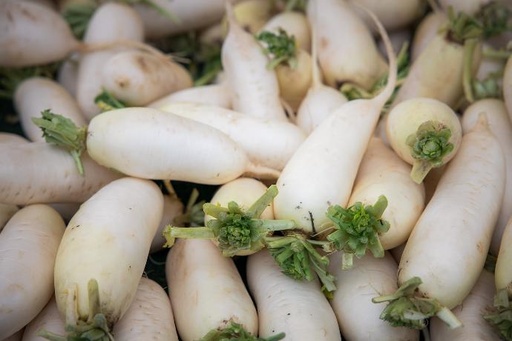 [25204] Horseradish root P. (15460)