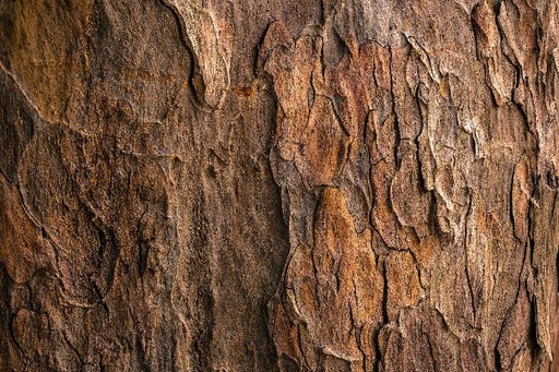 [25240] Slippery Elm Bark P.E. 4:1