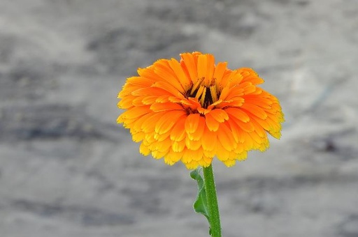 [25242] Ringelblume P.E. 20% Zeaxanthin