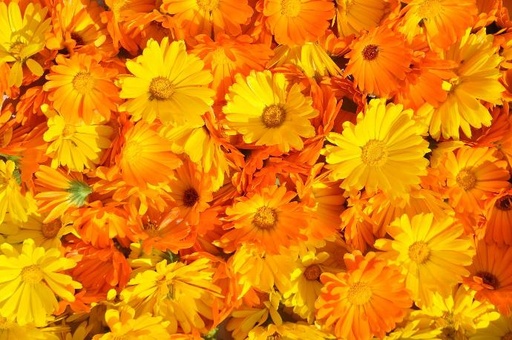 [25243] Ringelblume P.E. 50% Lutein