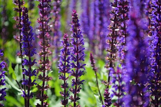 [25261] Red root sage P.E. 4:1