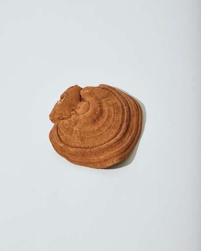 [25315] BIO Reishi P.E. 25 % Beta-Glucan (18789)