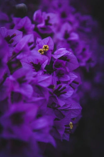 [25398] Indigofera tinctoria WS P.E. 4:1