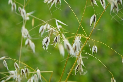 [25425] Oat WS P.E. 4:1