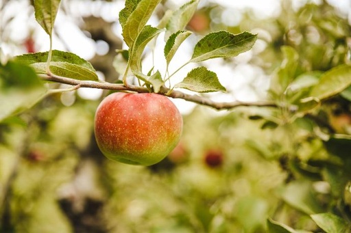 [25443] ORGANIC Apple P. WD (18137)