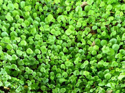 [25474] Gotu Kola P.E. 16% Triterpenoids