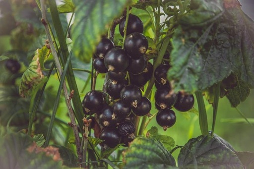 [25704] Schwarze Johannisbeere P. (18851)