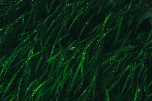 [25713] Spirulina P. (18846)