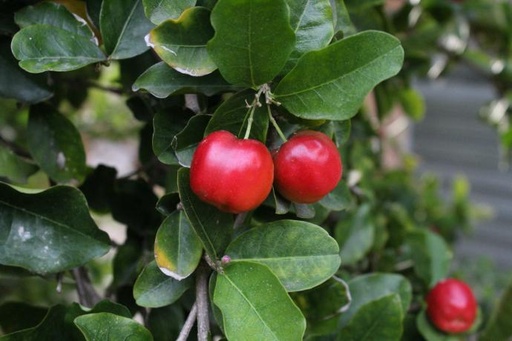 [25719] Acerola P. 17% Vitamin C (nat.) (18827)