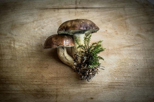 [25742] Almond Mushroom WS P.E. 4:1