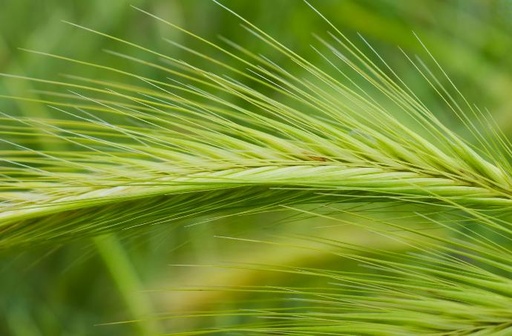 [25752] ORGANIC Wheatgrass juice P. (18857)