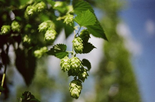 [25787] Echter Hopfen P.E. 10% Xantohumol
