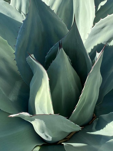 [25810] ORGANIC Inulin 90% ex Agave P. (18865)