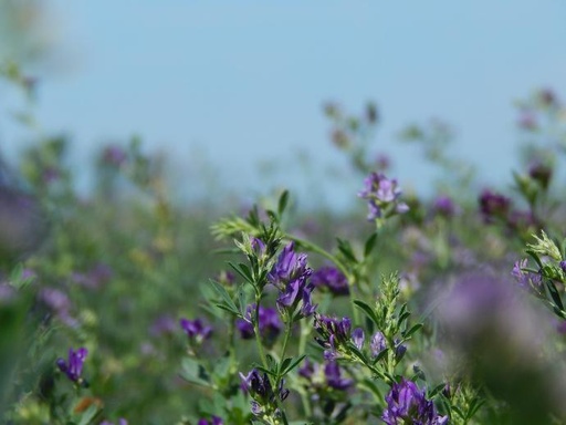 [25845] Alfalfa herb P.E. 5:1