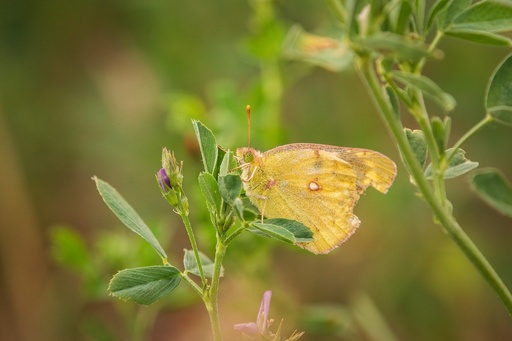 [25917] Alfalfa Sprossen P.E. 4:1