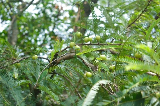 [25922] ORGANIC Amla P. (18864)