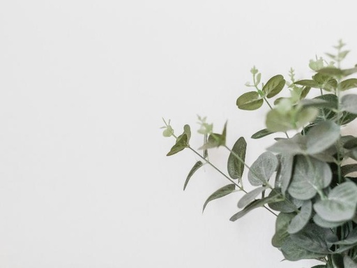 [25927] Eucalyptus cut (15460)