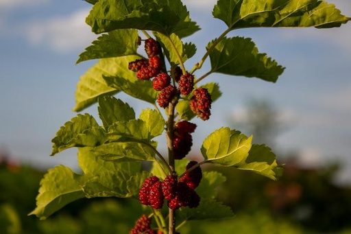 [25993] White Mulberry fruit P.E. 4:1