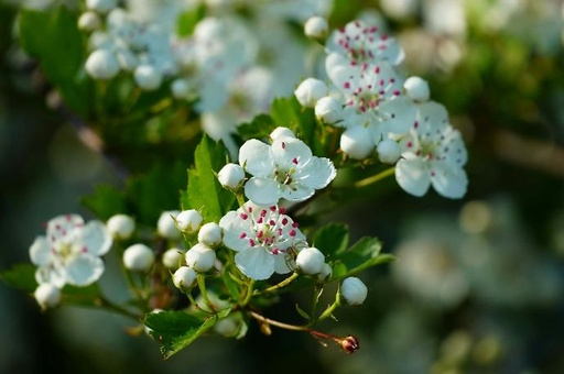 [26031] Hawthorn Flower P.E. 4:1