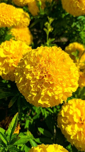 [26041] Marigold Flower P.E. 20% Lutein