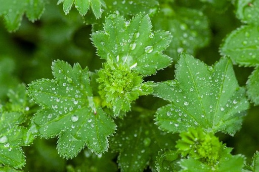 [26043] Alchemilla vulgaris P.E. 4:1